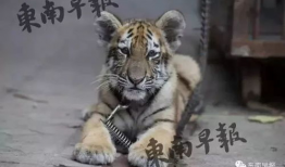 小老虎视频,小老虎的欢乐冒险之旅