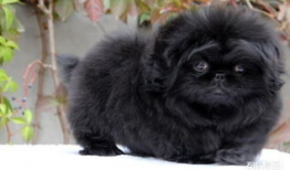 京巴狗视频,视频记录温馨日常